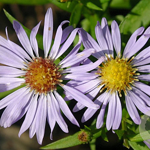 Aster (D) 'Zwergenhimmel' GM P9