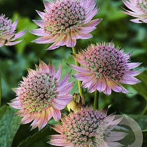 Astrantia maj. 'Florence' GM P9