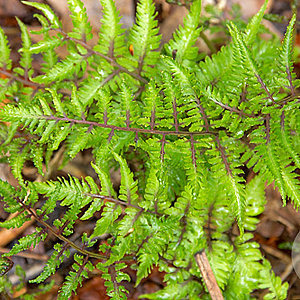 Athyrium niponicum 'Red Beauty' GM P9