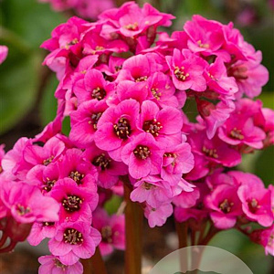 Bergenia 'Bressingham Ruby' GM P9
