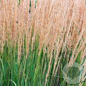 Calamagrostis acut. 'Waldenbuch' GM P9