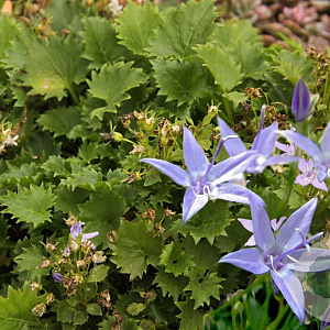 Campanula garganica 'Erinus Major' GM P9