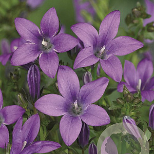 Campanula p. 'Resholt Variety' GM P9