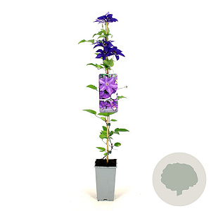 Clematis 'The President' 80-100 cm 2,5L