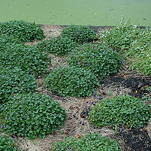 Campanula posch. 'Stella' GM P9