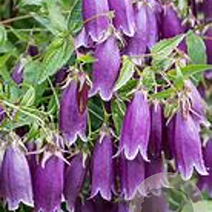 Campanula punc. 'Rubra' GM P9