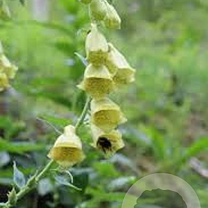 Digitalis 'Spice Island' GM P9