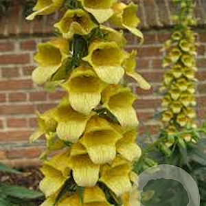 Digitalis 'Spice Island' GM P9