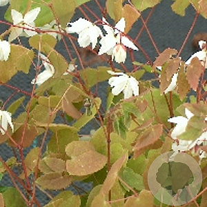 Epimedium y. 'Niveum' GM P9