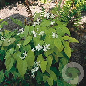 Epimedium y. 'Niveum' GM P9