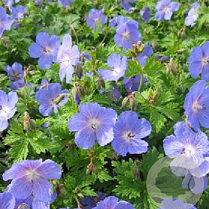 Geranium himalayense 'Baby Blue' GM P9
