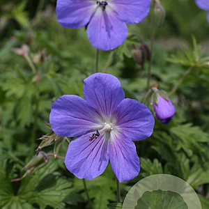 Geranium himalayense 'Baby Blue' GM P9