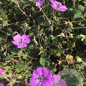Geranium 'Sylvia's Surprise' GM P9