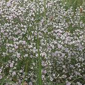 Goniolimon tataricum GM P9