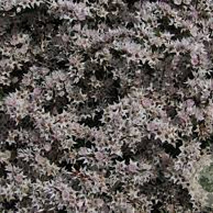 Goniolimon tataricum GM P9