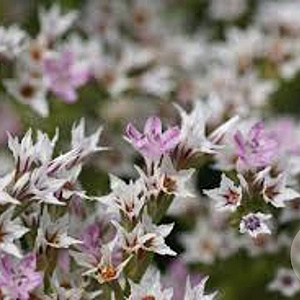 Goniolimon tataricum GM P9