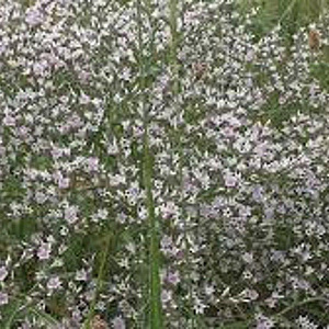 Goniolimon tataricum GM P9