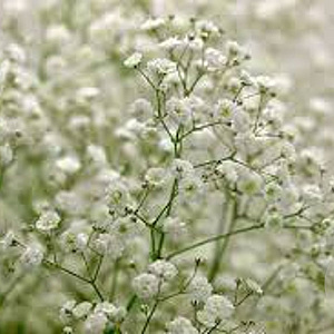 Gypsophila pan. 'Schneeflocke' GM P9
