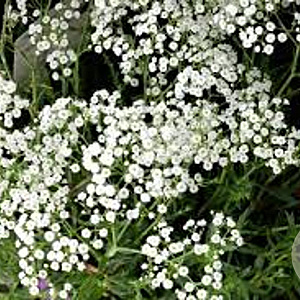 Gypsophila pan. 'Schneeflocke' GM P9