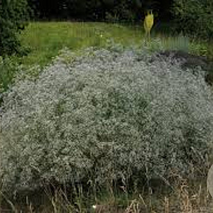 Gypsophila pan. 'Schneeflocke' GM P9