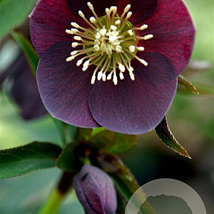 Helleborus o. 'Pretty Ellen Purple' GM P9