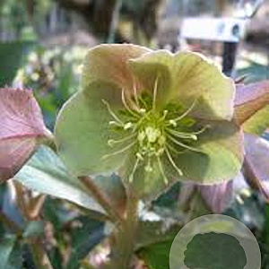 Helleborus sternii GM P9