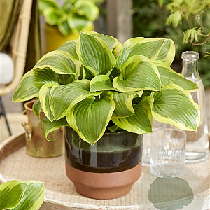 Hosta 'Queen Josephine' GM P9