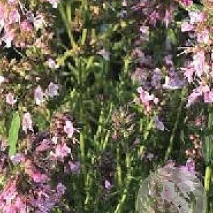 Hyssopus officinalis 'Roseus' GM P9