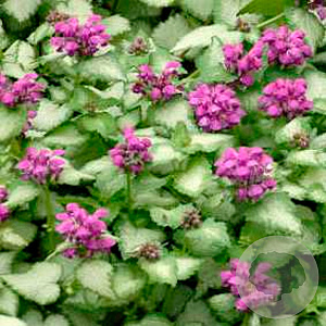 Lamium mac. 'Purple Dragon' GM P9