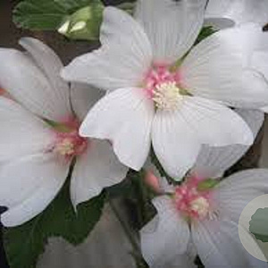 Lavatera 'Barnsley Baby' GM P9