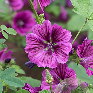 Malva sylvestris mauritanica GM P9