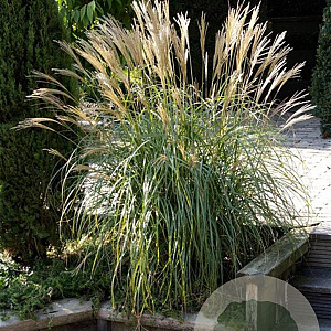 Miscanthus sin. 'Yaku Jima' GM P9