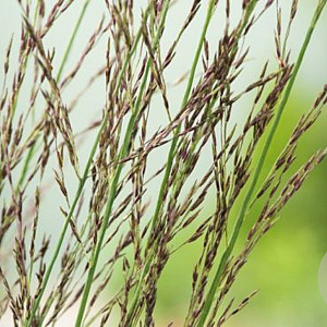 Molinia caerulea 'Carmarthen' GM P9