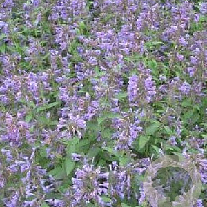 Nepeta 'Weinheim Big Blue' GM P9