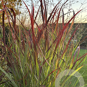 Panicum virgatum 'Oxblood Autumn' GM P9