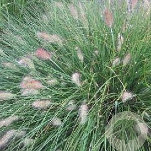 Pennisetum al. 'Weserbergland' GM P9