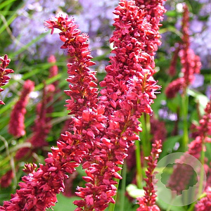 Persicaria a. 'Dikke Floskes' GM P9