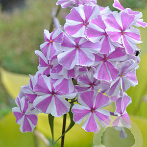 Phlox (M) 'Natascha' GM P9