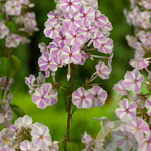 Phlox (M) 'Natascha' GM P9