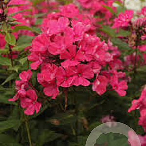 Phlox (P) 'Tenor' GM P9
