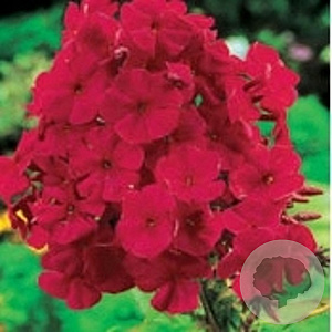 Phlox (P) 'Tenor' GM P9