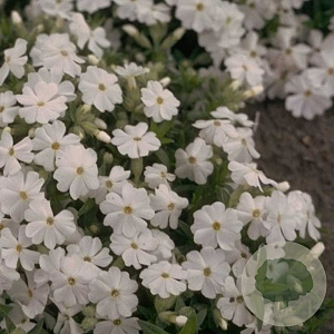 Phlox (D) 'White Admiral' GM P9