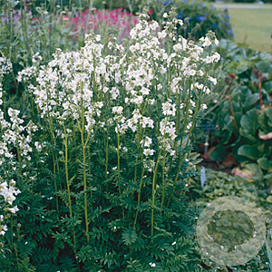 Polemonium caer. 'Album' GM P9