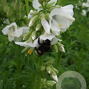Polemonium caer. 'Album' GM P9