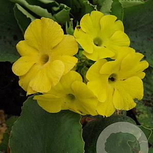 Primula pubescens GM P9