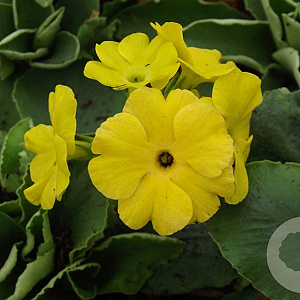 Primula pubescens GM P9