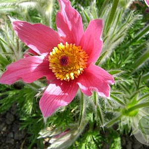 Pulsatilla v. 'Röde Klokke' GM P9