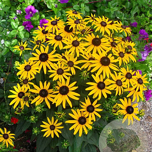 Rudbeckia f. 'Little Goldstar' GM P9