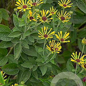 Rudbeckia subt. 'Little Henry' GM P9