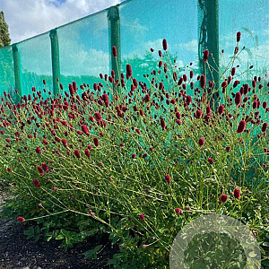 Sanguisorba 'Beetlewings' GM P9